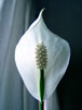 Peace Lily